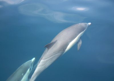 Dolphin off Anglesey