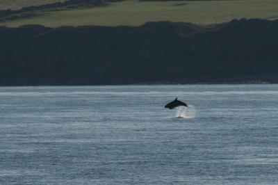 Leaping bottlenose dolphin off Anglesey