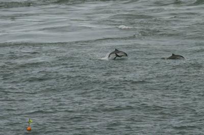 Leaping harbour porpoise at Point Lynas