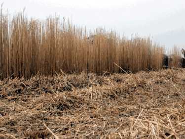 Anglesey Biomass, Energy Island Potential