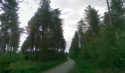 Newborough Forest
