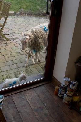 Lambs cuddling up on the outside step