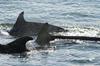 Bottlenose dolphins near Red Wharf Bay