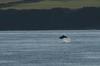 Leaping bottlenose dolphin off Anglesey