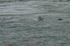 Leaping harbour porpoise at Point Lynas