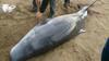 Stranded pygmy sperm whale at Newborough beach (picture A.Daniel)