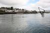 The ducks arrive under Menai Bridge