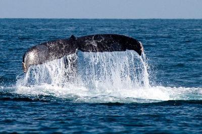 whales Anglesey