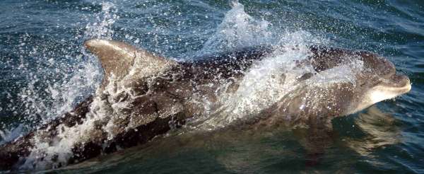 dolphins dolphins