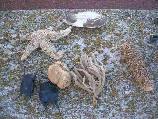 Anglesey Beach